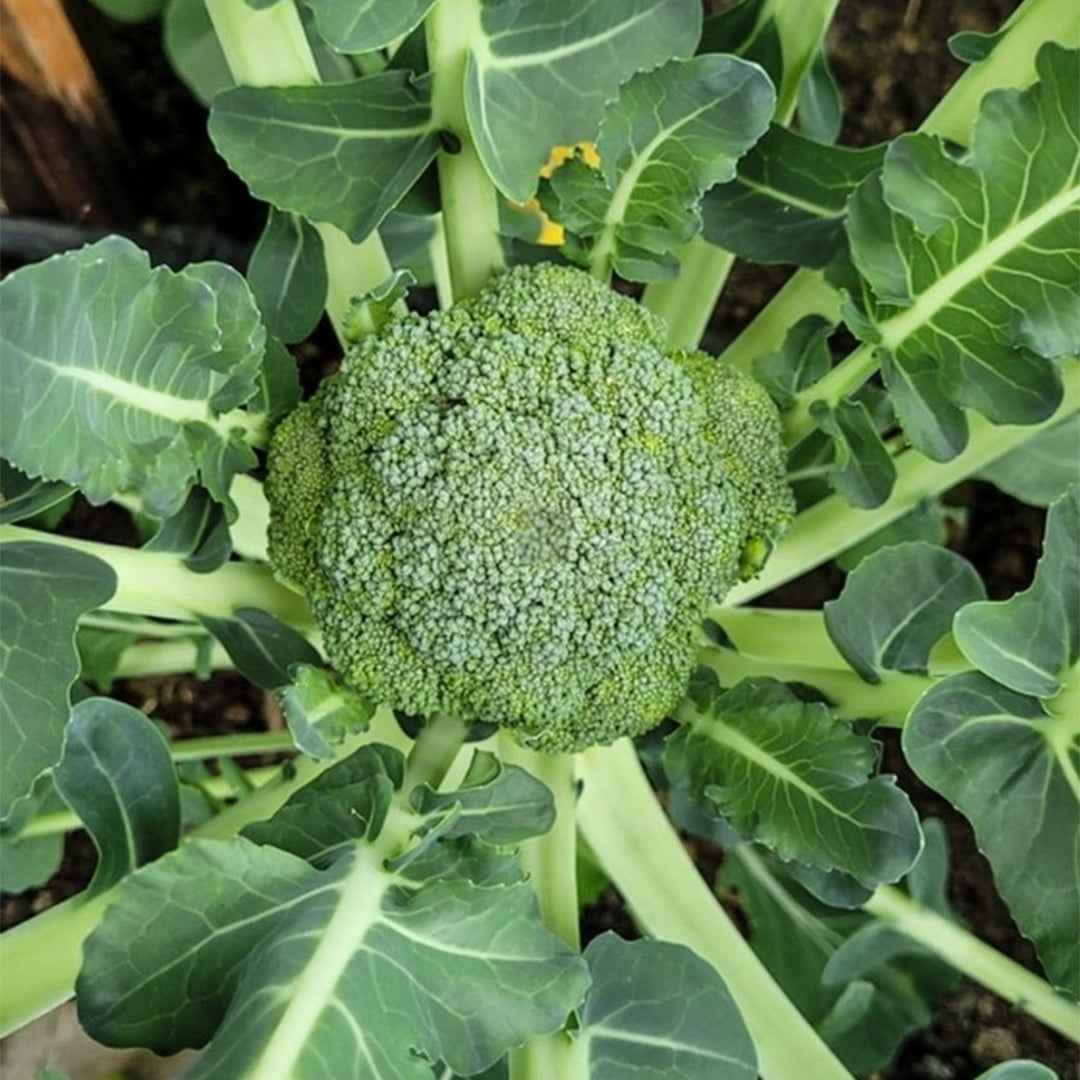 Brócoli Ramoso Calabrese