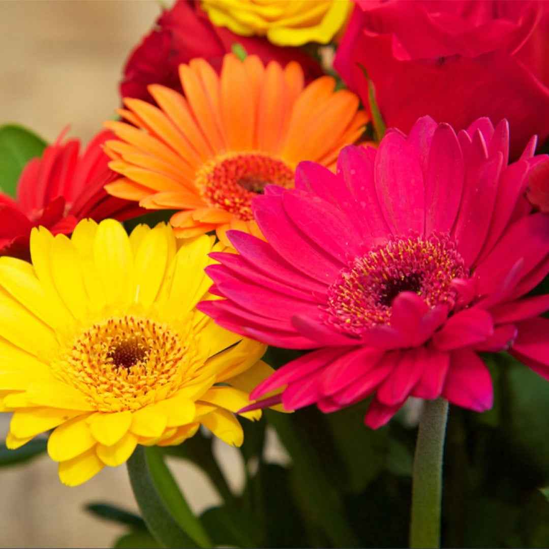 Gerbera Rayon de Soleil Híbrida