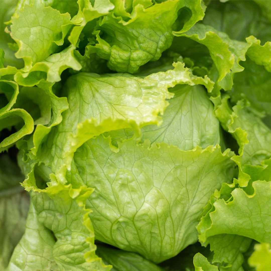 Lechuga Grandes Lagos 118