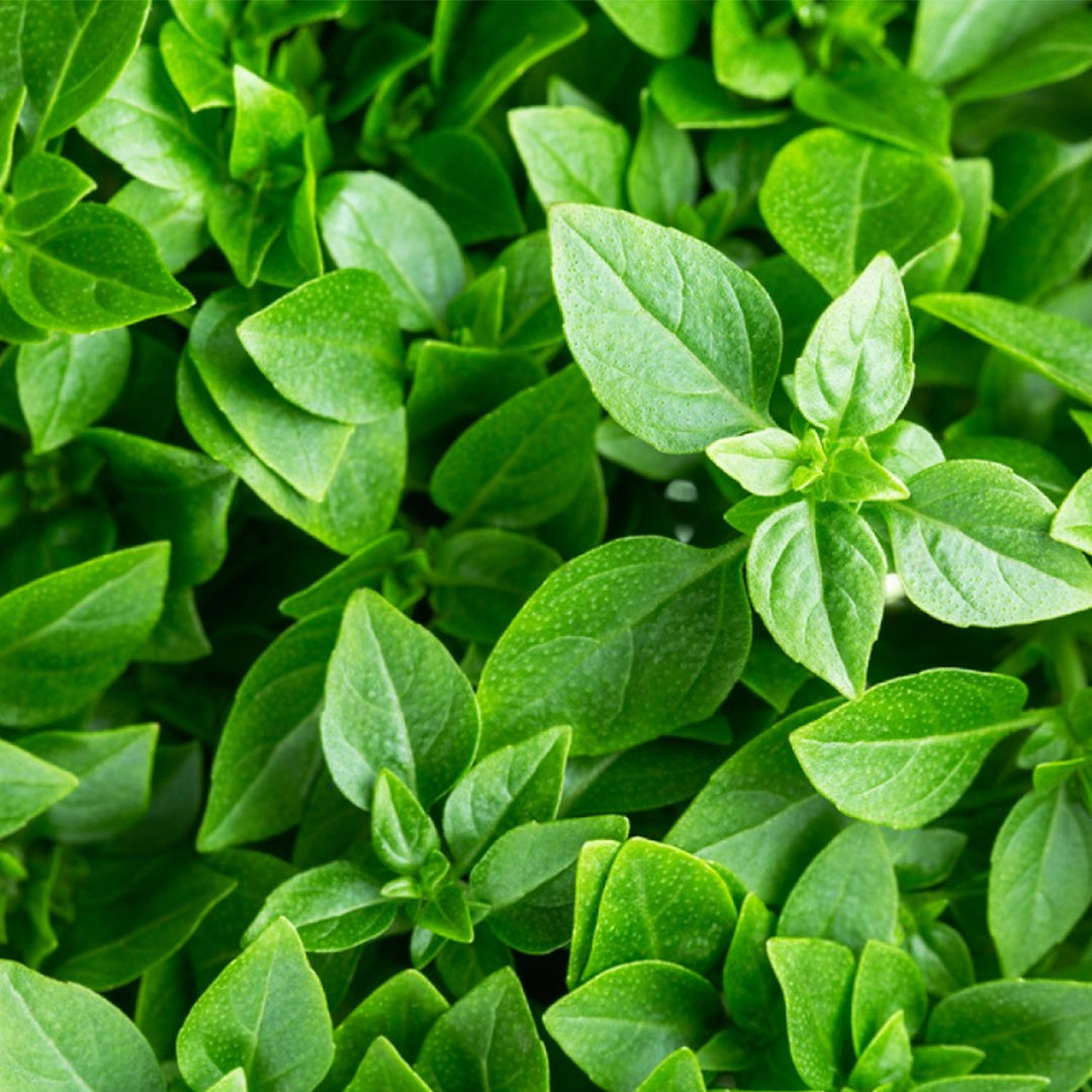 Albahaca Fina