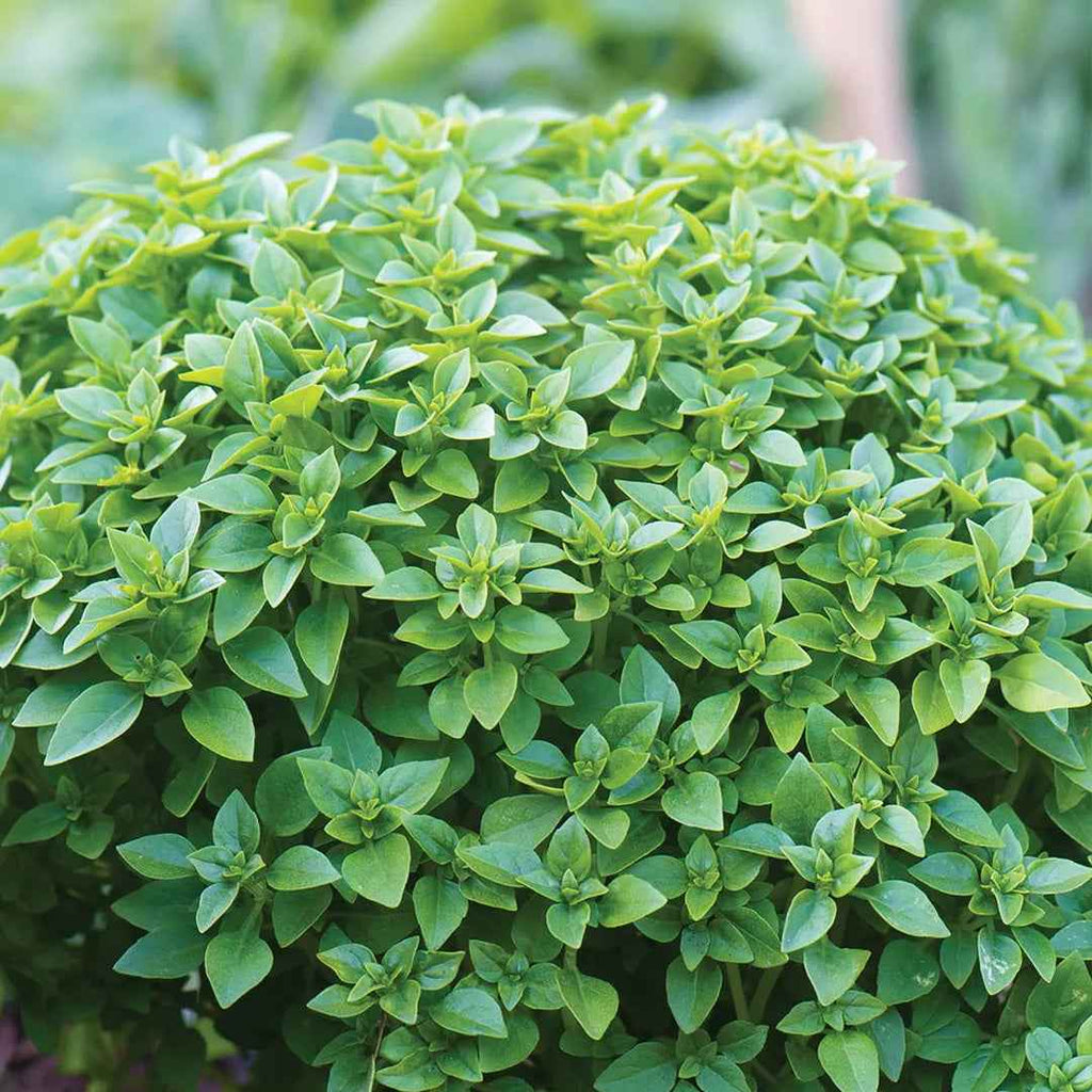 Albahaca Fina Verde