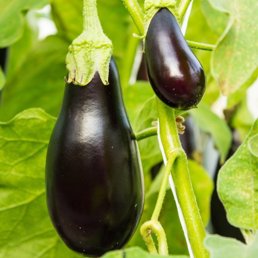 Berenjena Black Beauty