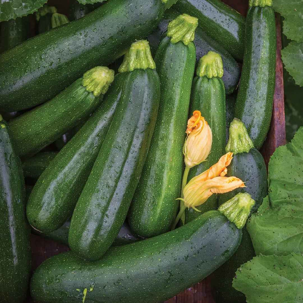 Calabacín Verde Mata