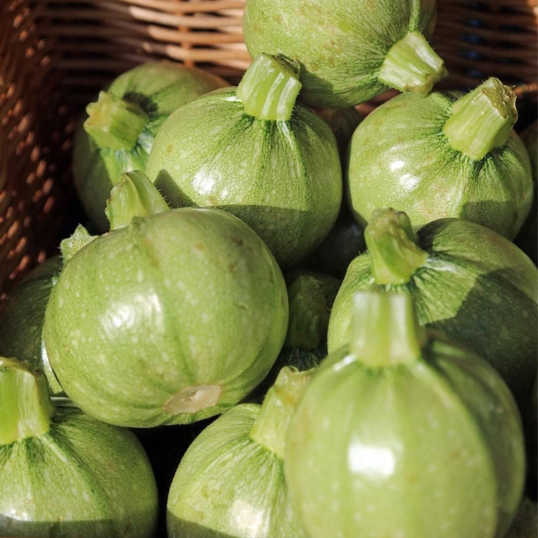 Calabacín Di Nizza