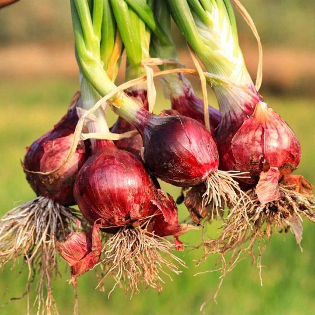 Cebolla Morada de Amposta