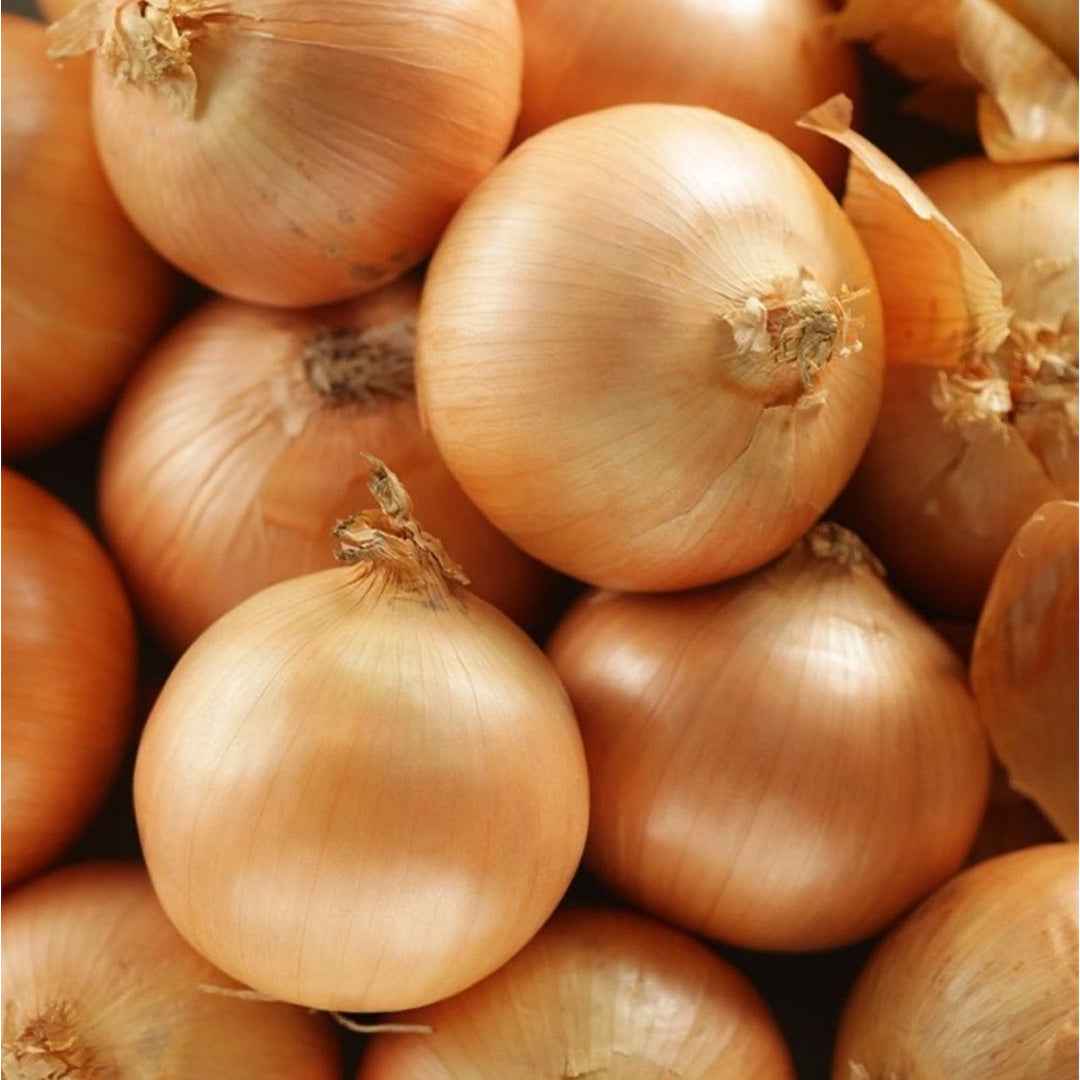 Cebolla Valenciana Tardía de Exportación