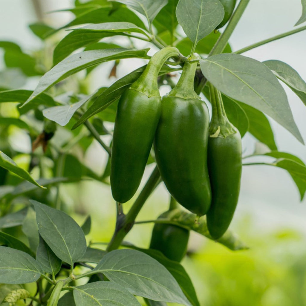 Pimiento Jalapeño