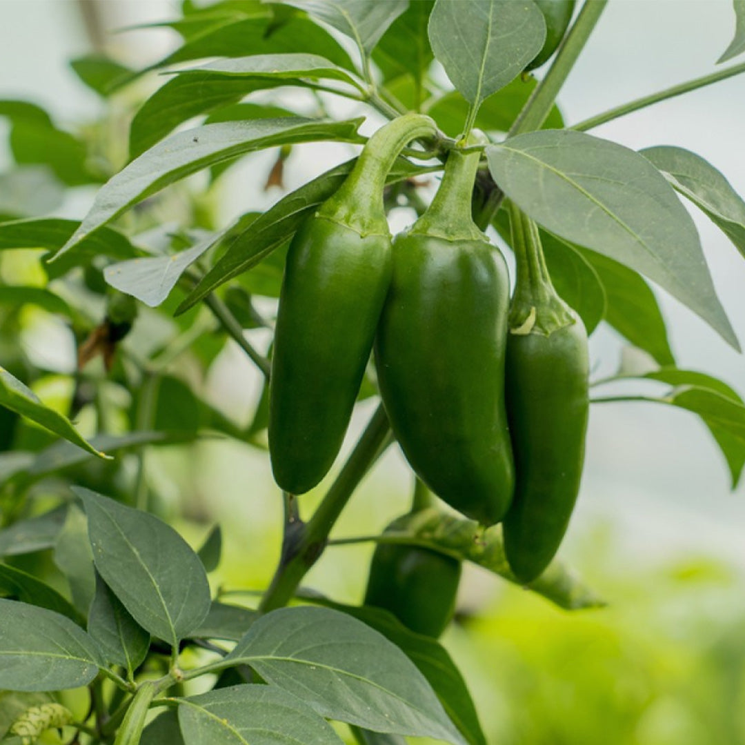 Pimiento Jalapeño