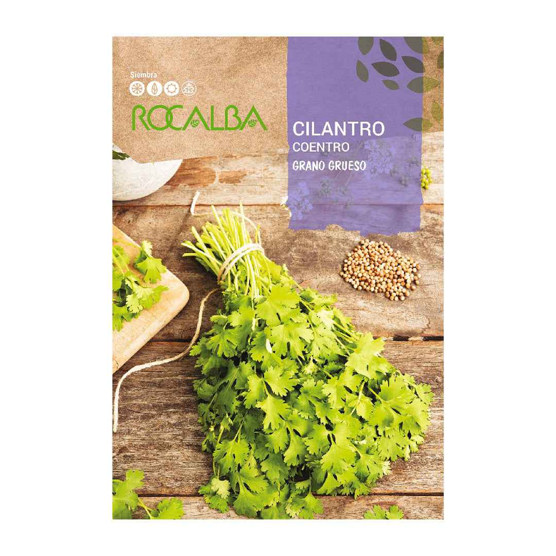 Cilantro