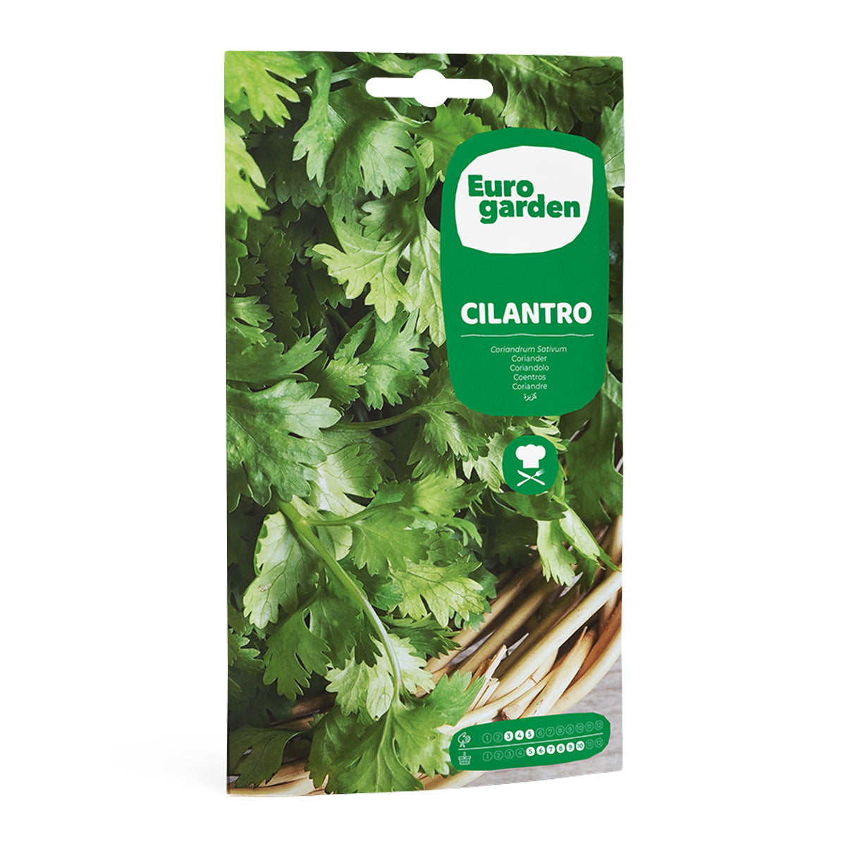 Cilantro