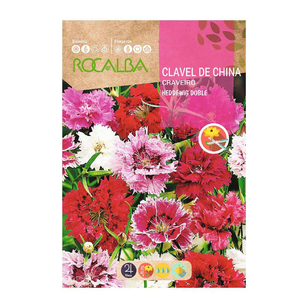 Clavel de China Heddewig Doble Variado