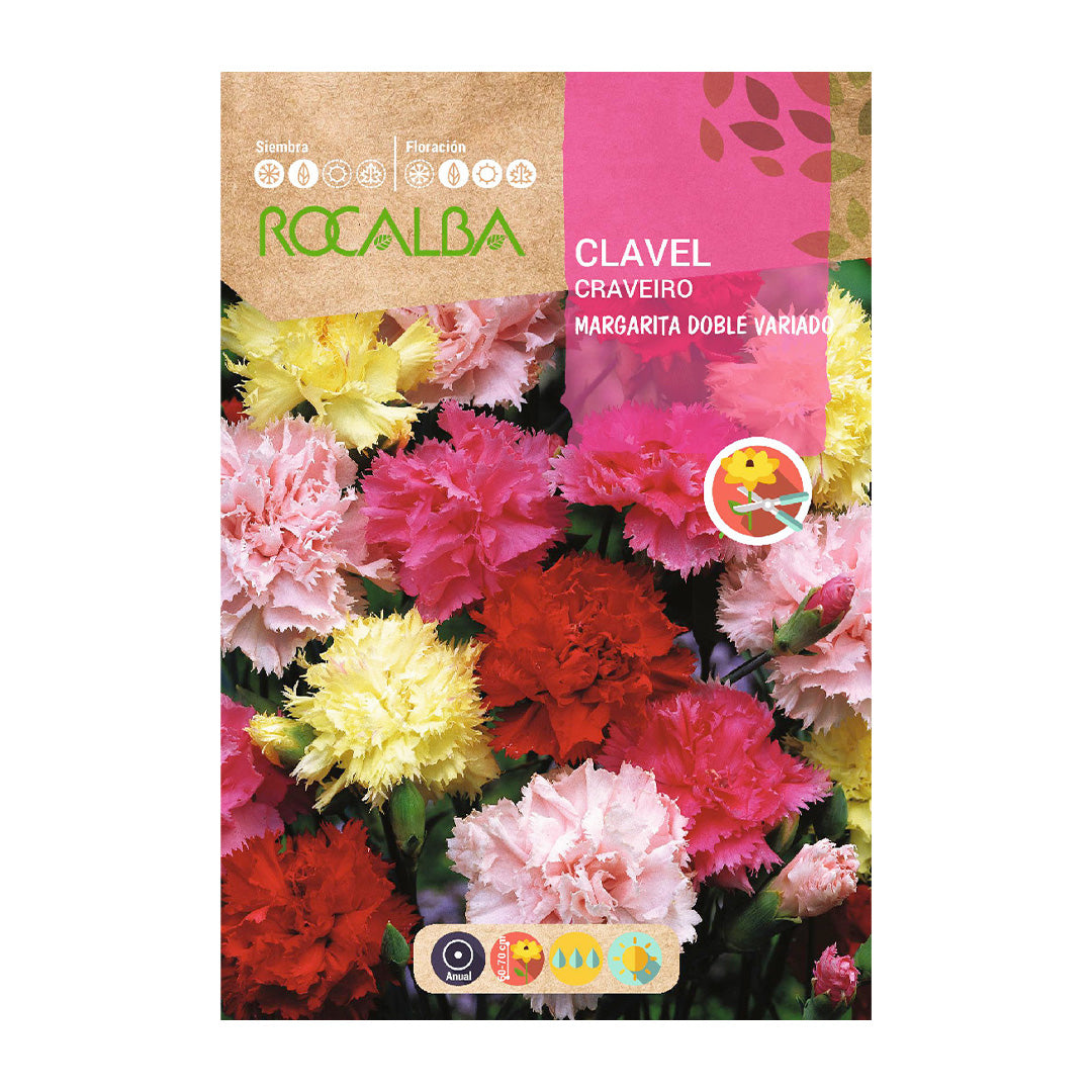 Clavel Margarita Doble Variado