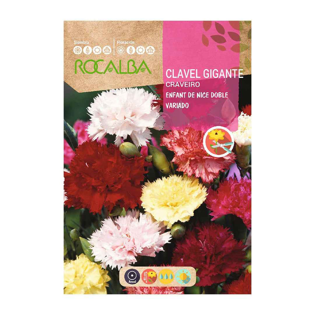 Clavel Gigante Enfant de Nice Doble Variado