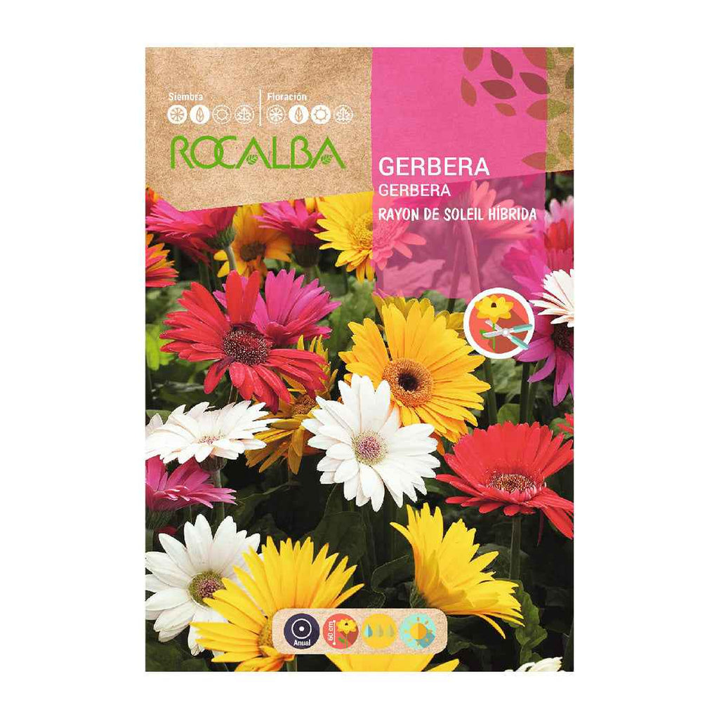 Gerbera Rayon de Soleil Híbrida