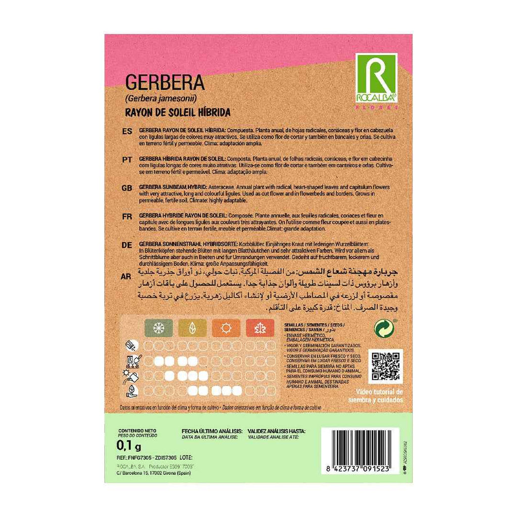 Gerbera Rayon de Soleil Híbrida