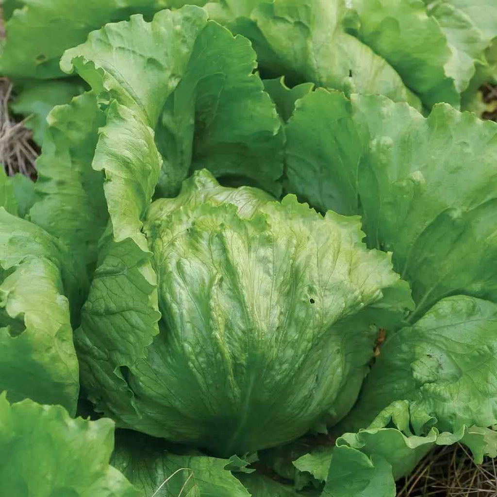 Lechuga California