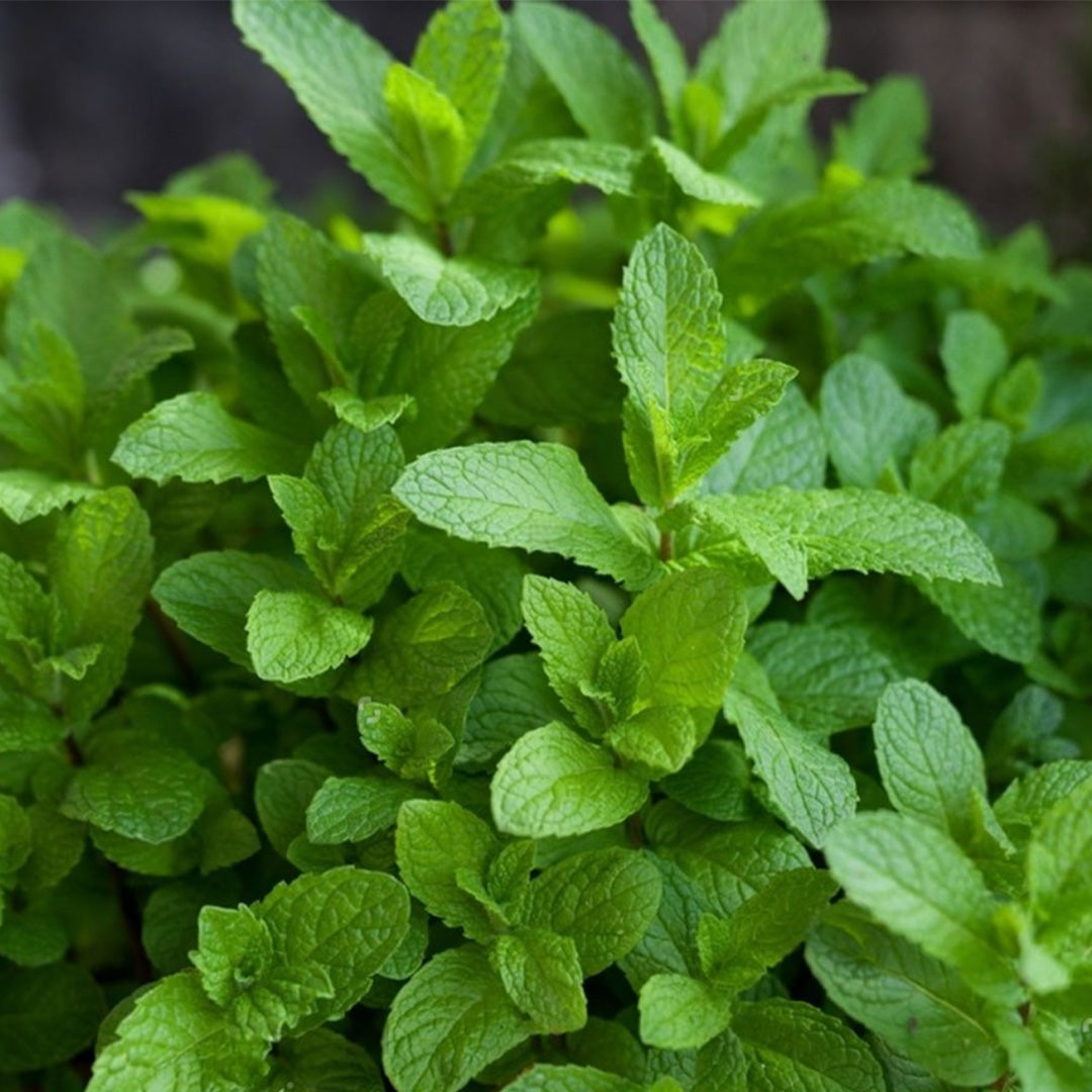 Menta