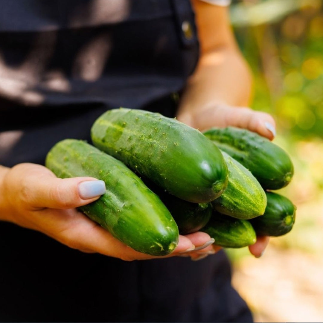 Pepino Marketer