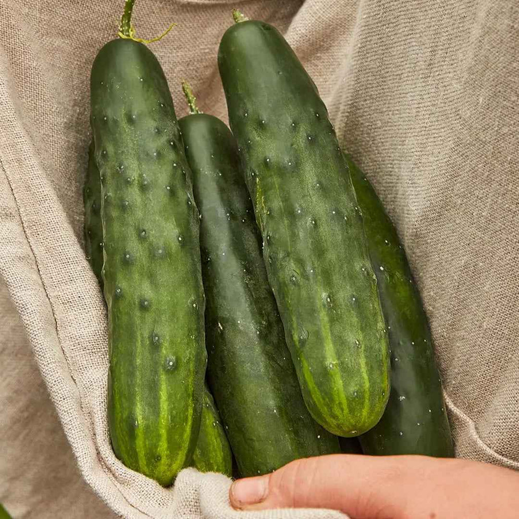 Pepino Marketer
