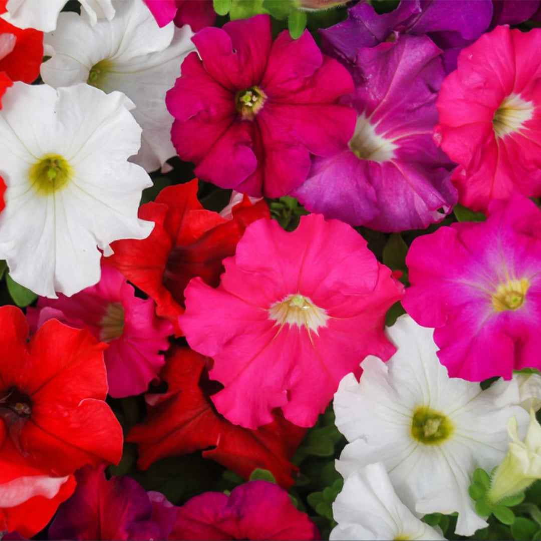 Petunia Híbrida Compacta Enana Variada