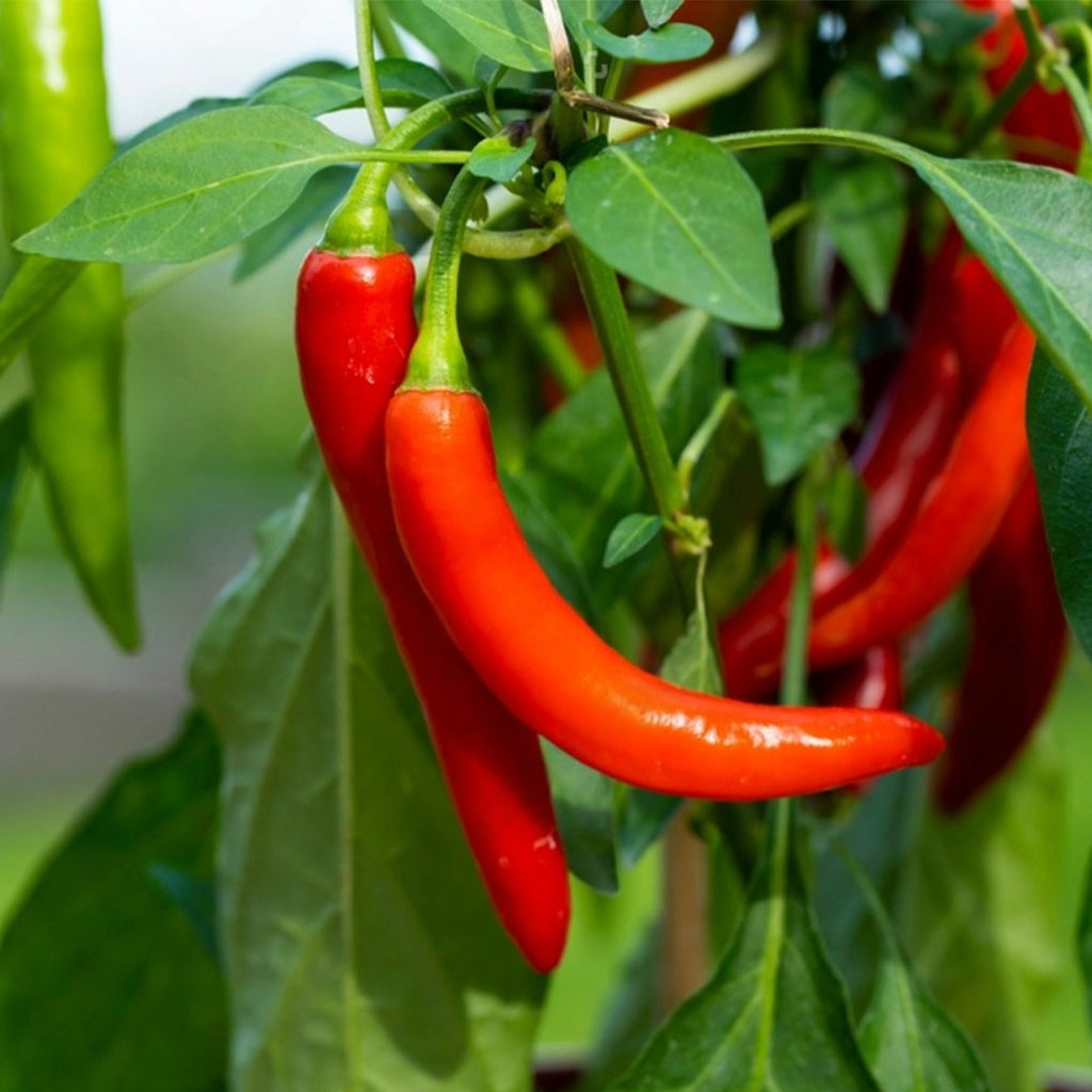 Pimiento de Cayenne