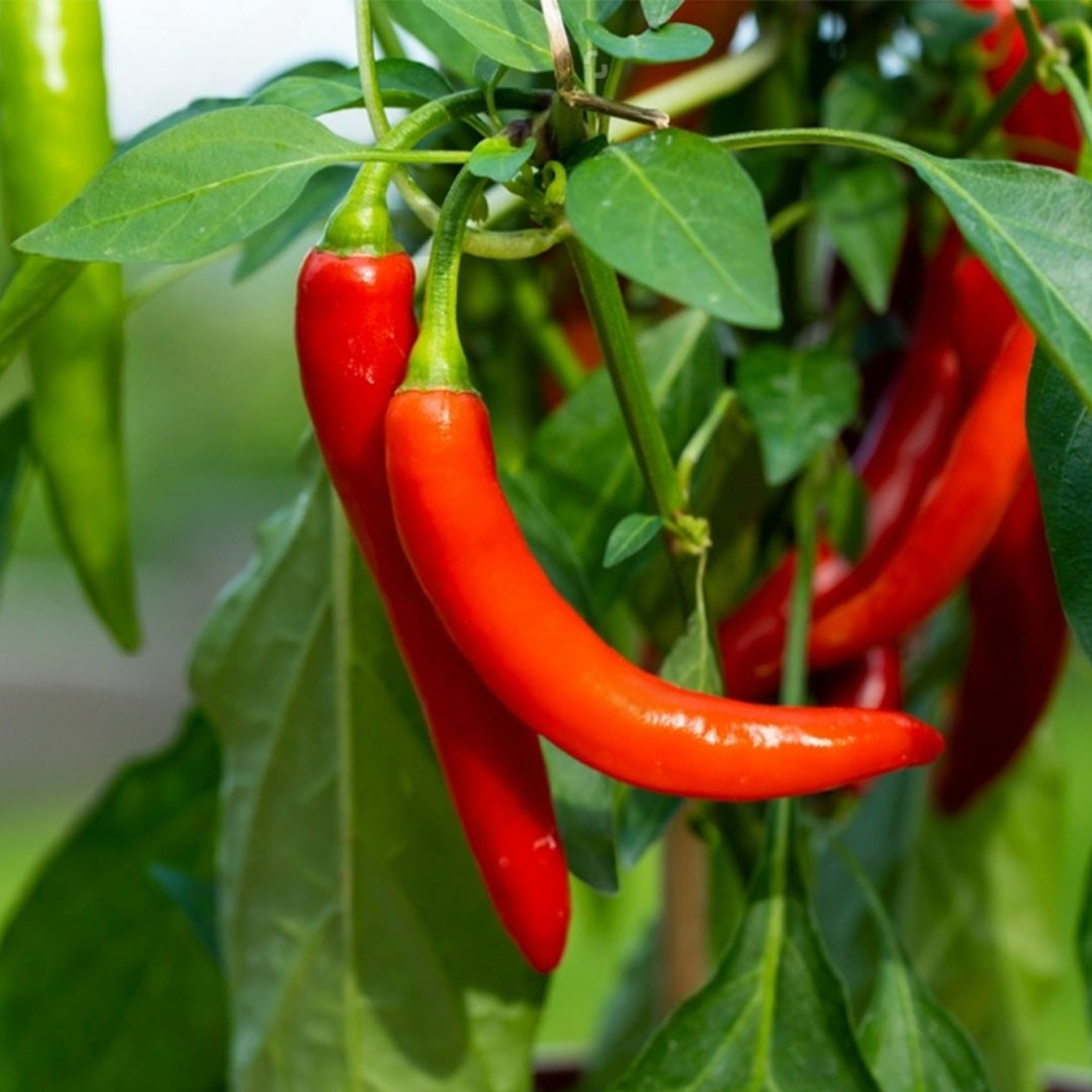 Pimiento de Cayenne