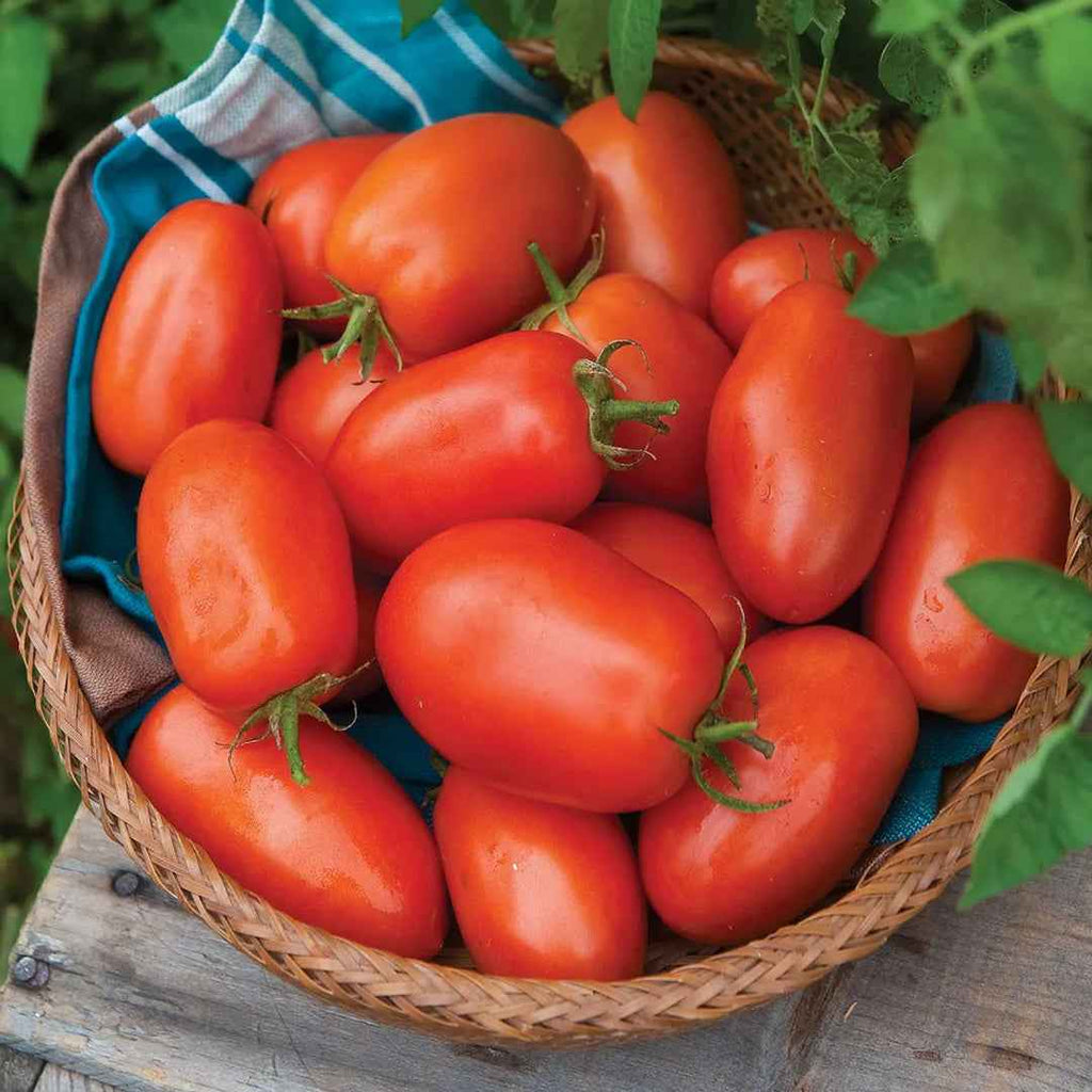 Tomate Roma