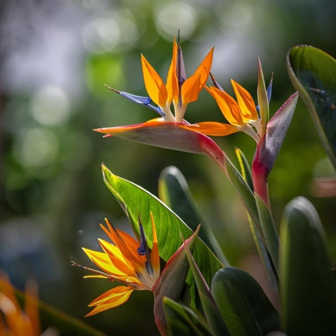 Strelitzia