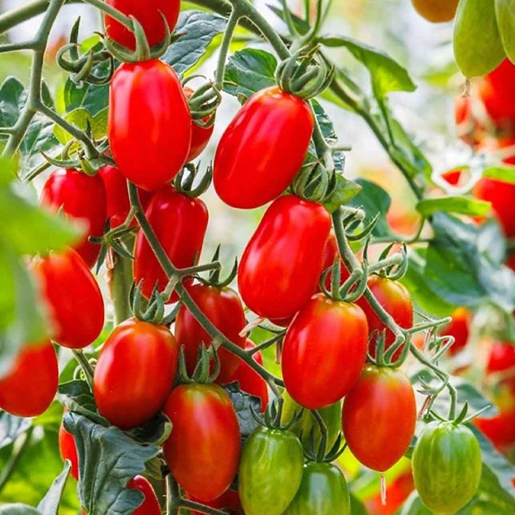 Tomate Roma VF