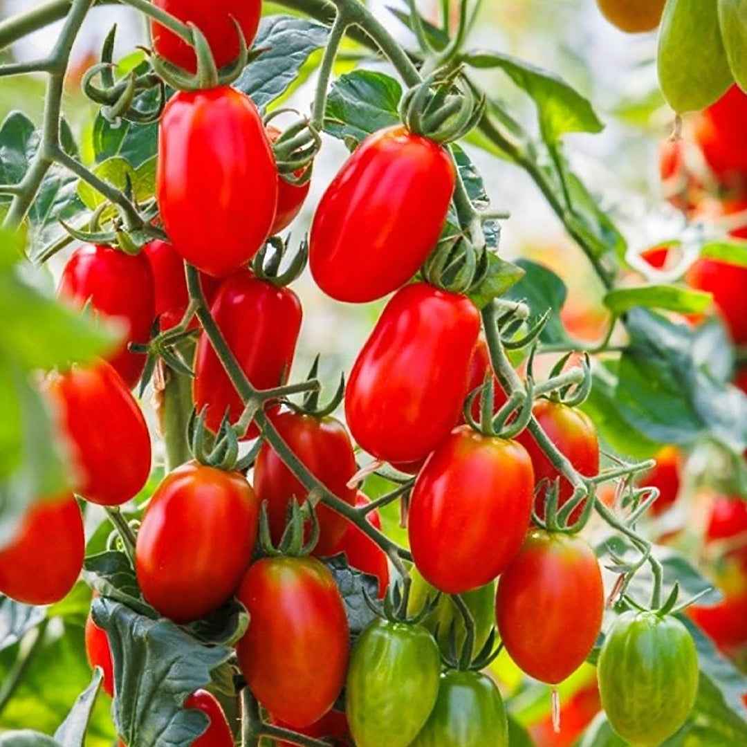 Tomate Roma VF