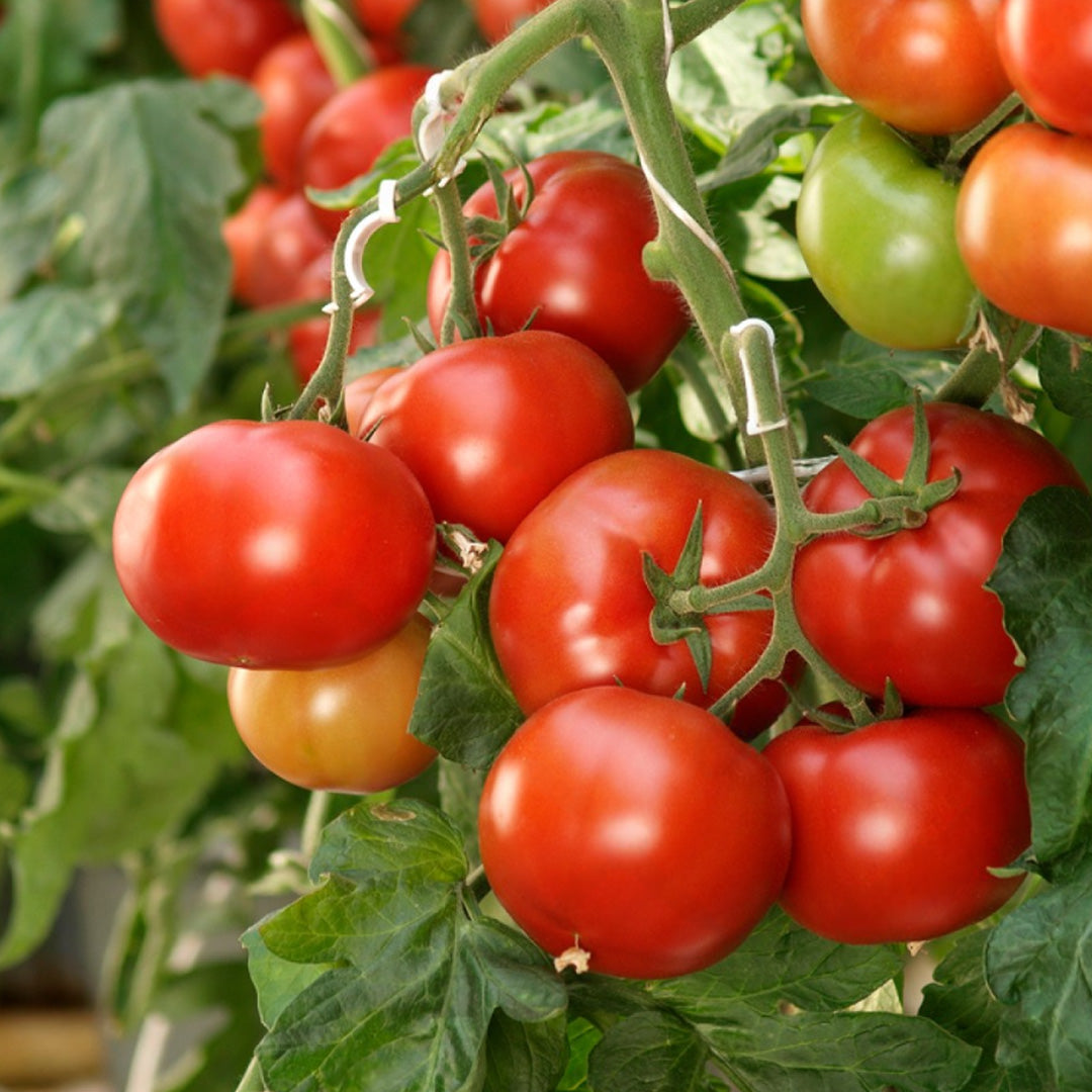 Tomate Tres Cantos