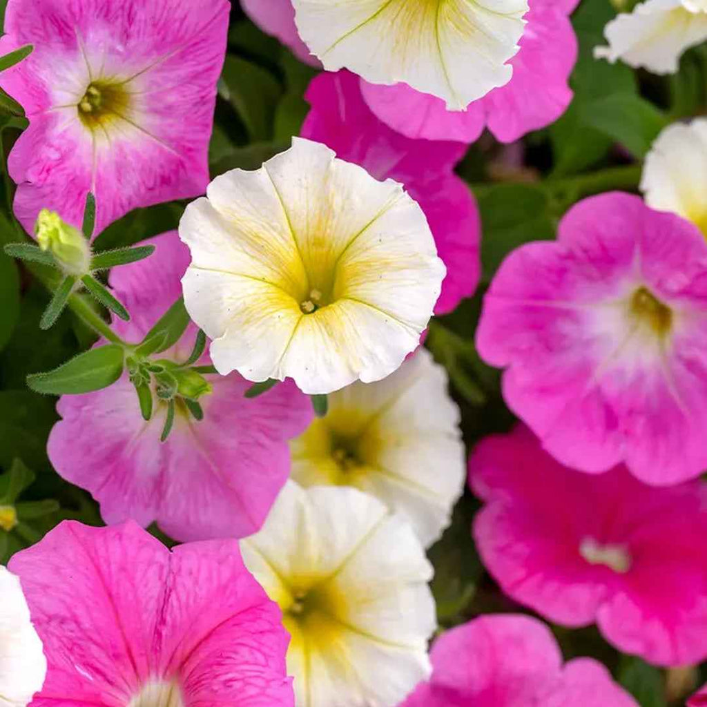 Petunia Enana Variada