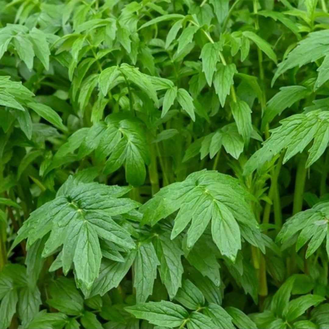 Valeriana