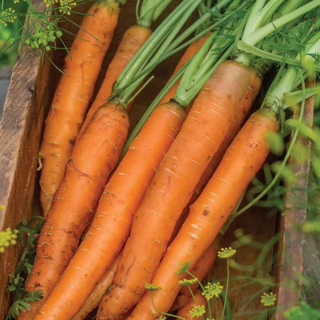Zanahoria Nantesa