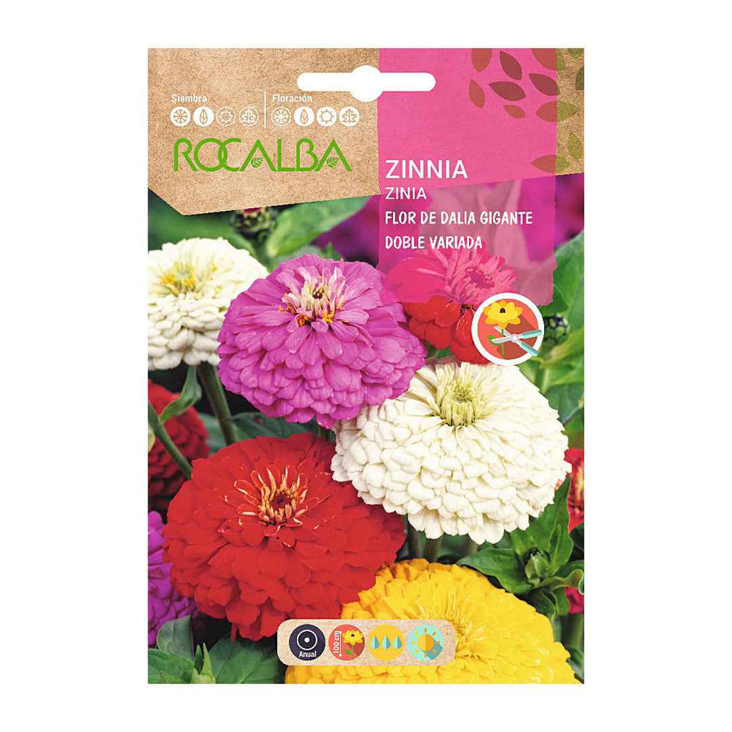 Zinia Flor de Dalia Gigante Doble Variada