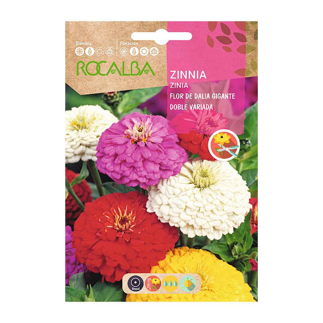 Zinia Flor de Dalia Gigante Doble Variada