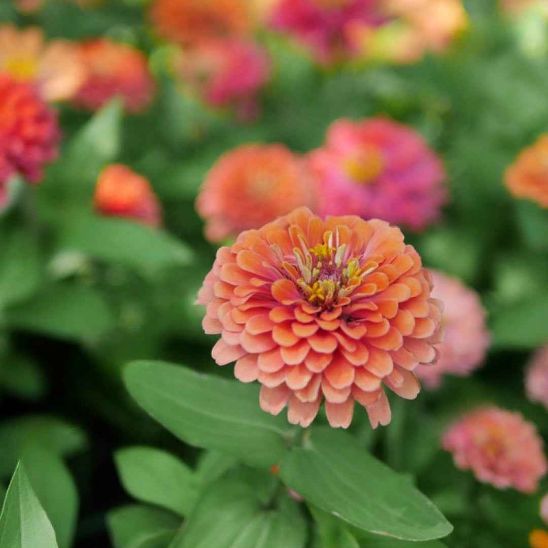 Zinia Flor de Dalia Gigante Doble Variada